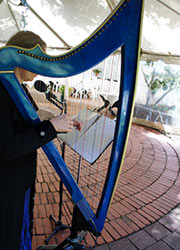 beaufords auckland outdoor wedding blue harp